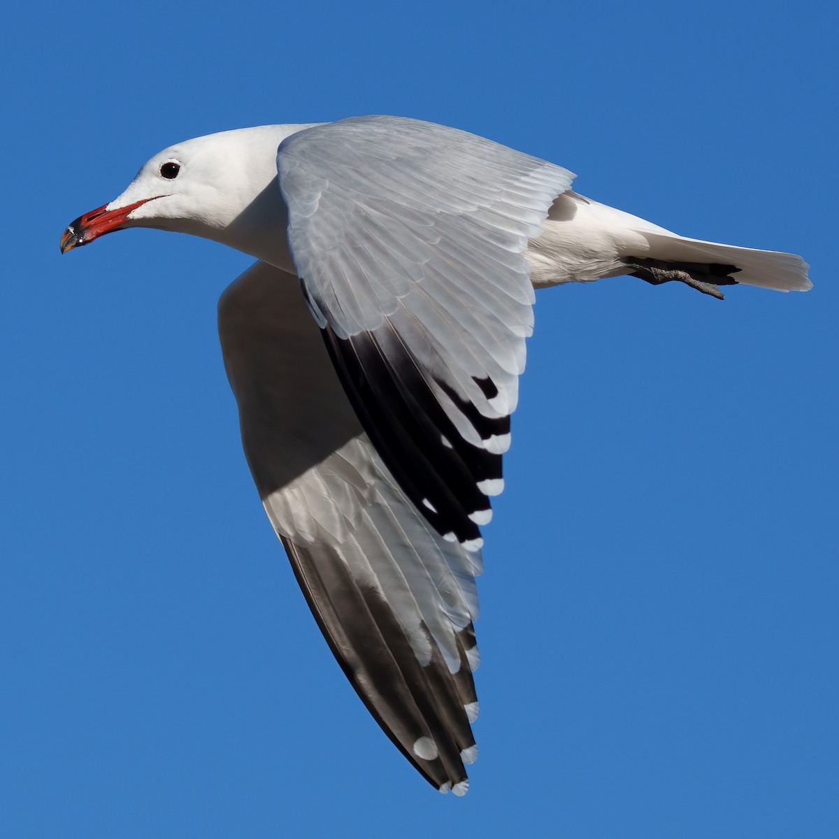 Gaviota de Audouin - ML507693721