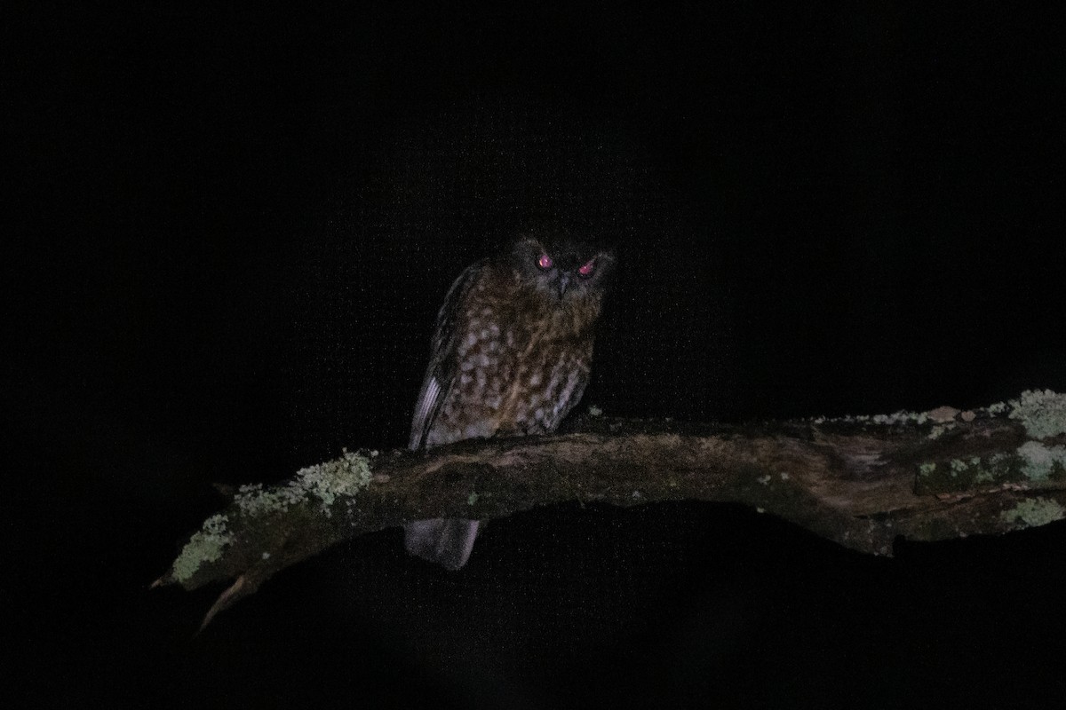 sovka bubuk [skupina boobook] - ML507693741