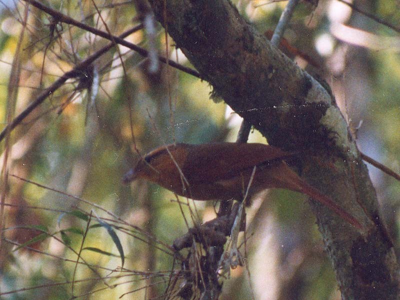 Buff-fronted Foliage-gleaner - ML507694991