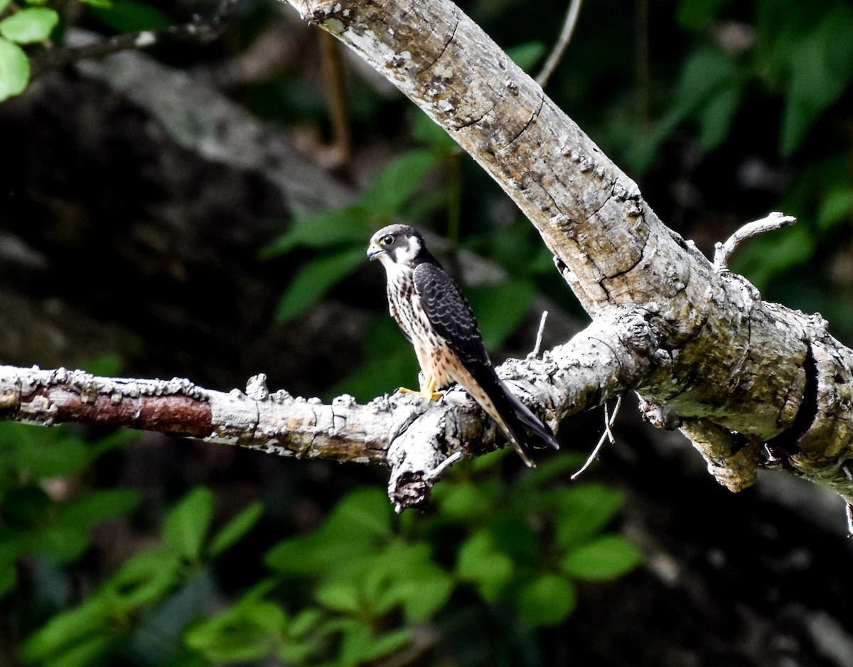 Eurasian Hobby - ML507695001