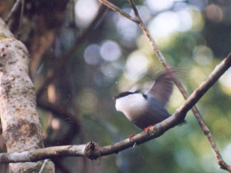 White-bearded Manakin - ML507696371