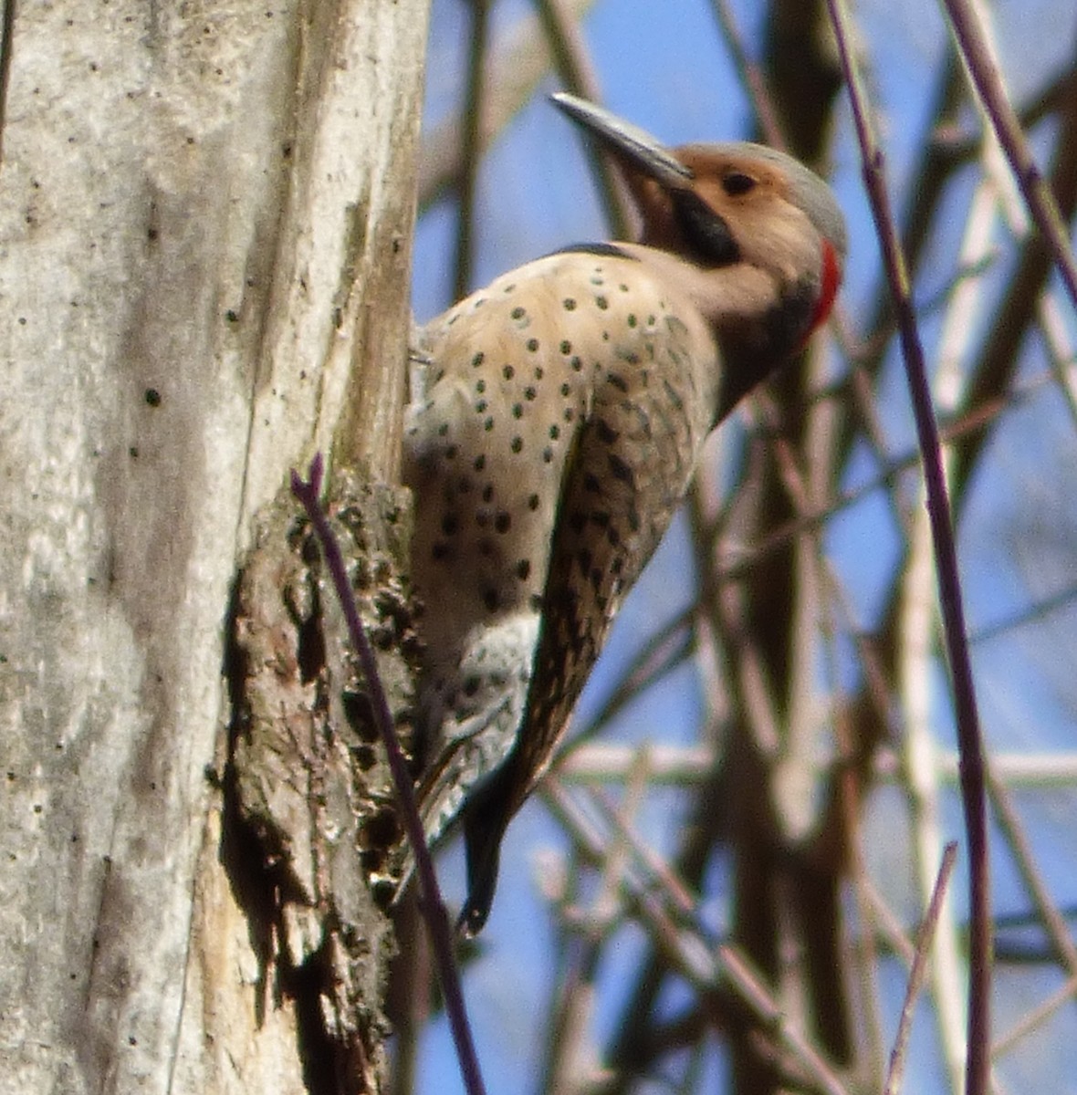 Northern Flicker - ML50769841