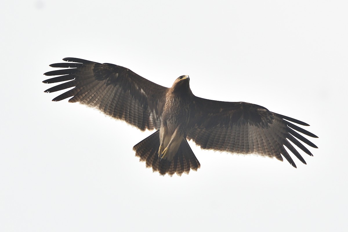 Indian Spotted Eagle - H Nambiar