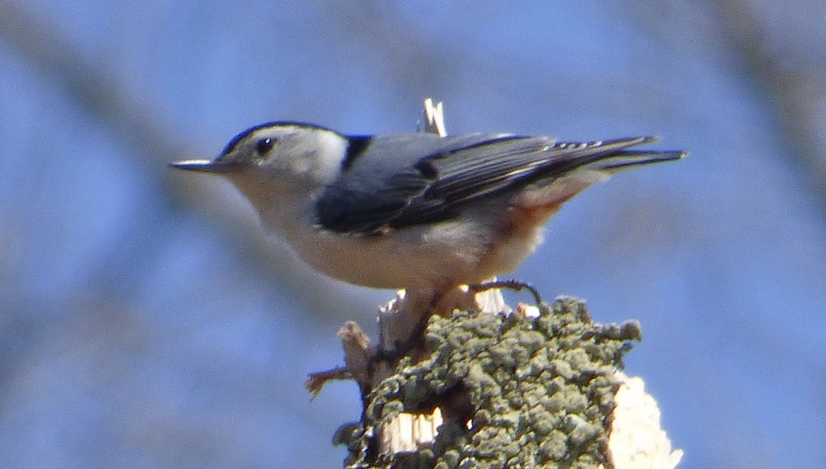 White-breasted Nuthatch - Mary  McMahon