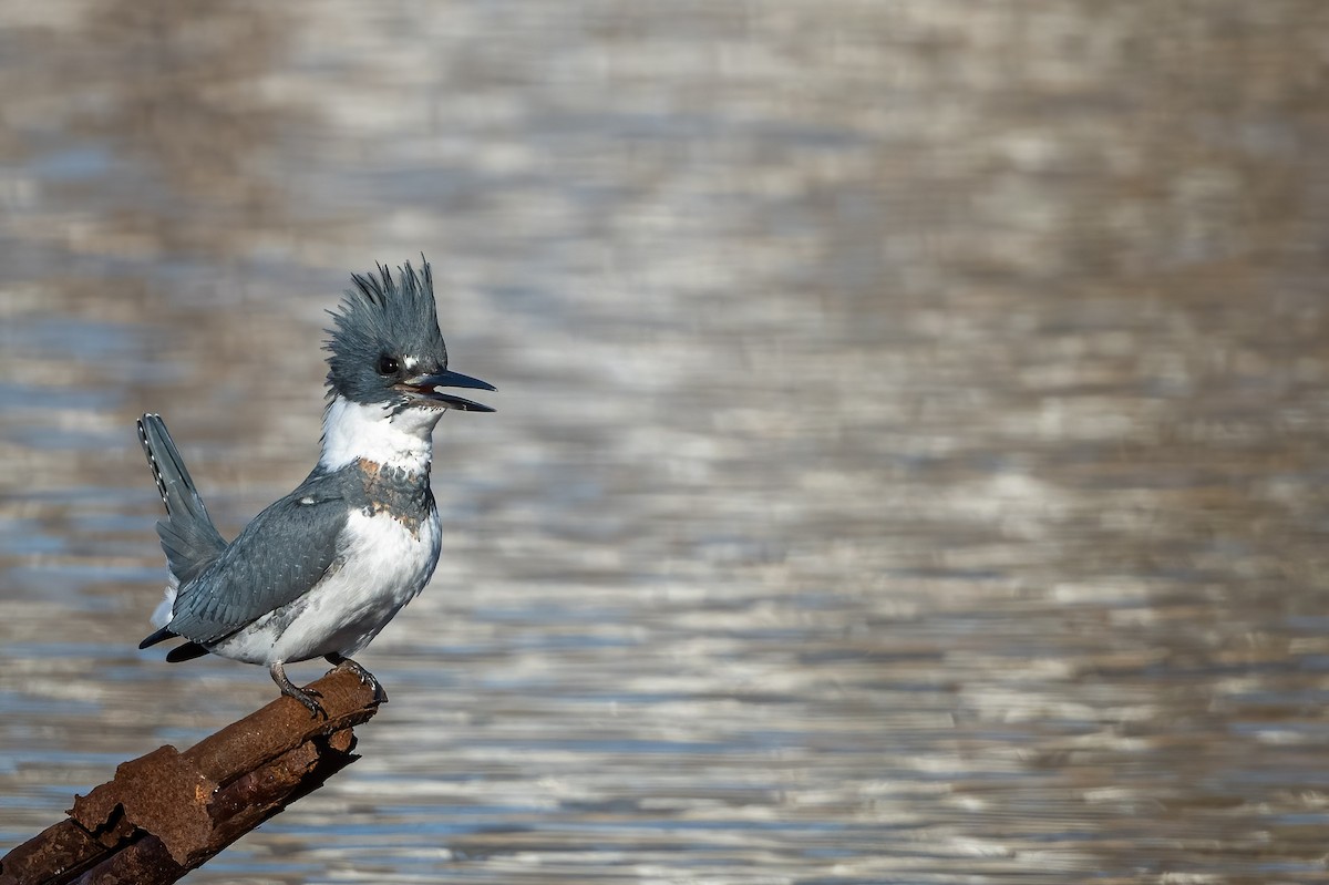 Belted Kingfisher - ML507699201