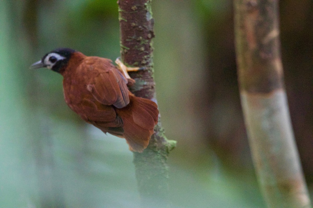 White-masked Antbird - ML507699421