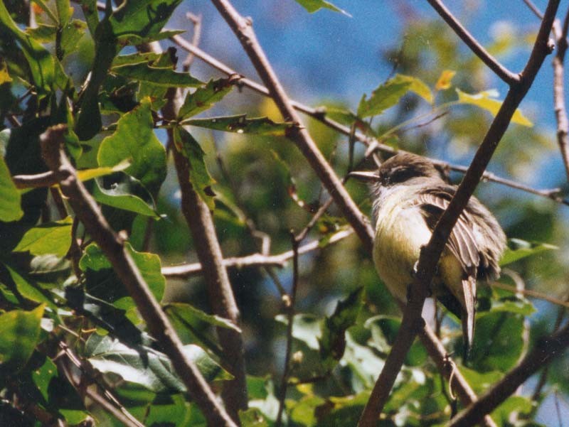 Brown-crested Flycatcher - ML507700311