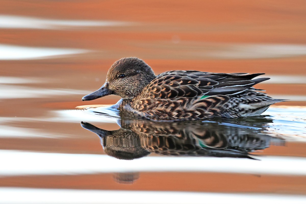 Green-winged Teal - ML507700521
