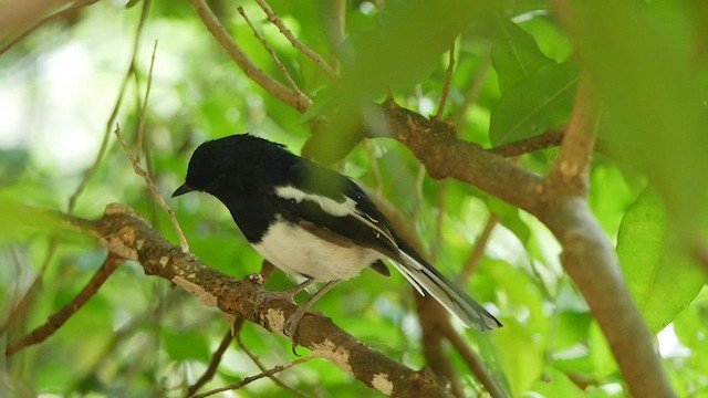 Madagascar Magpie-Robin - ML507701681