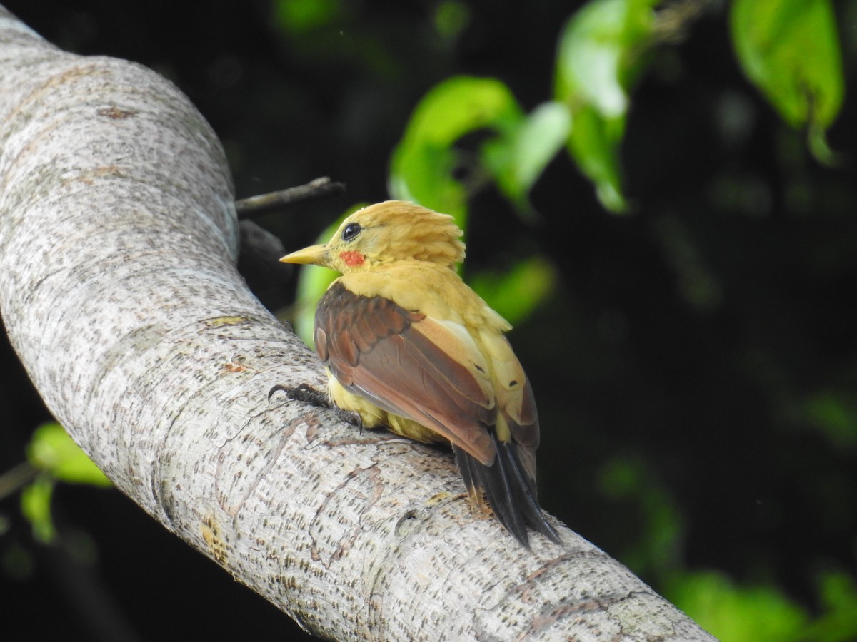 Cream-colored Woodpecker - Rolin Flores Raymondi