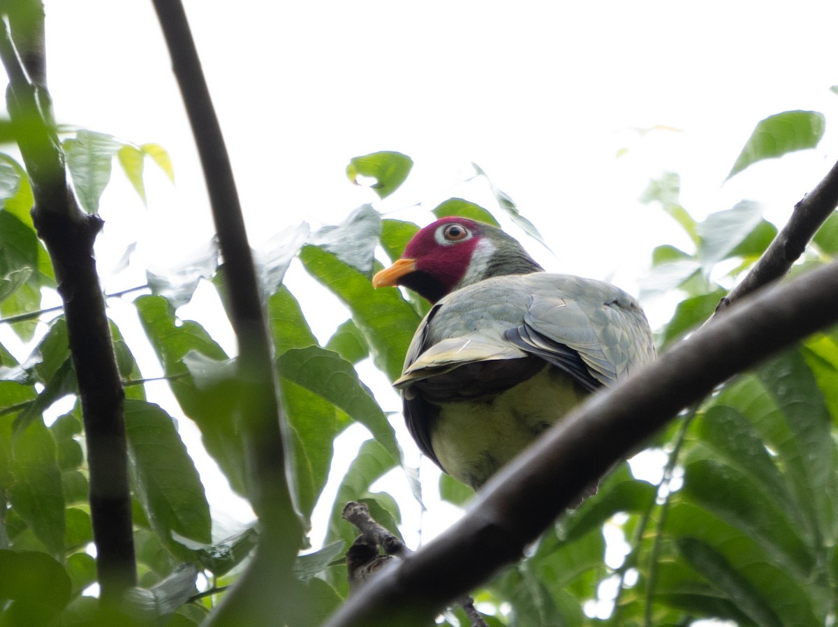 Jambu Fruit-Dove - Jayden Kang