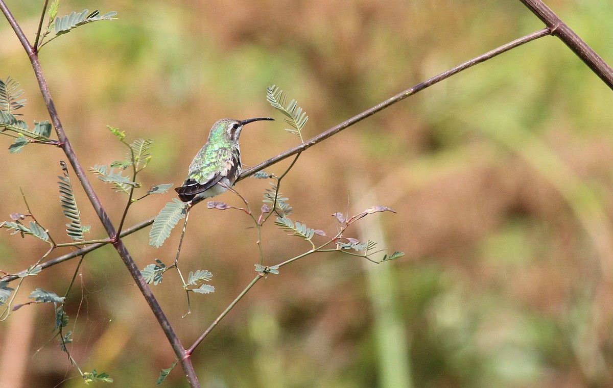 White-tailed Goldenthroat - ML50770341