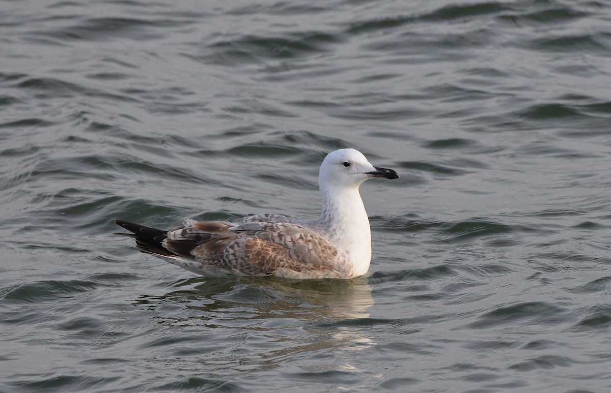 Caspian Gull - ML507703911