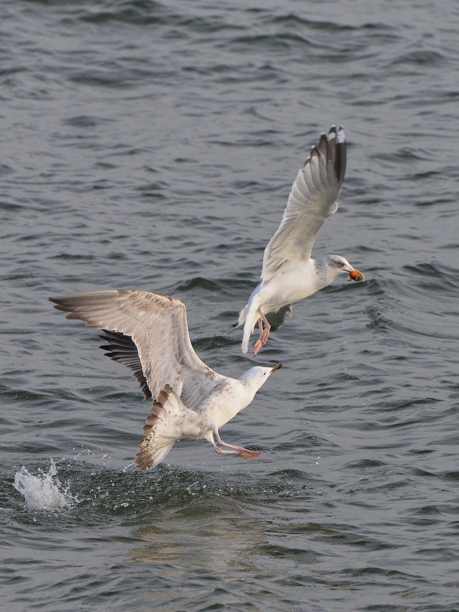 Caspian Gull - ML507703921