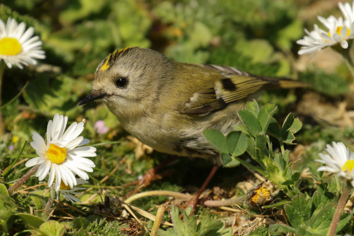 Goldcrest - ML507703991