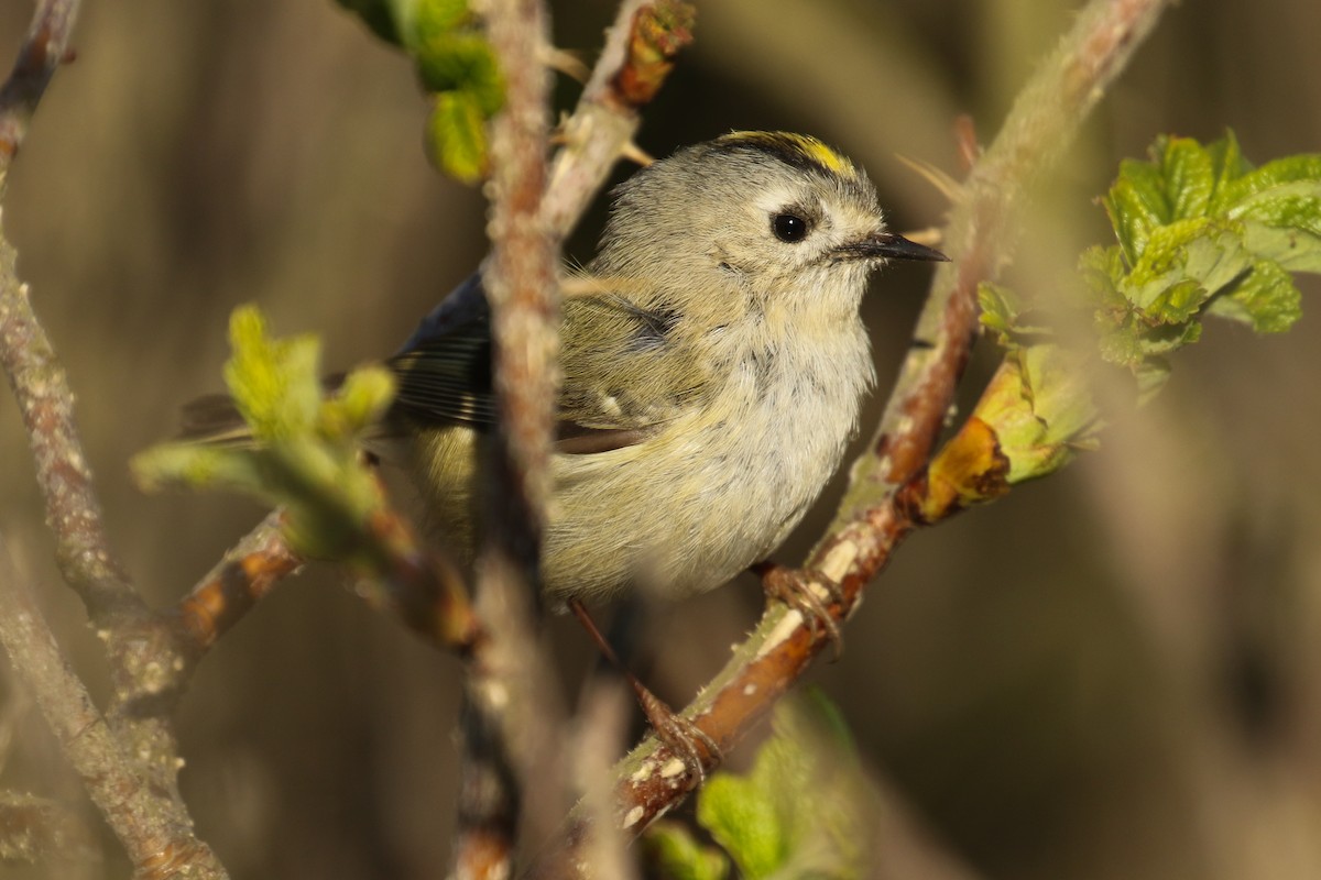 Goldcrest - Frank Thierfelder