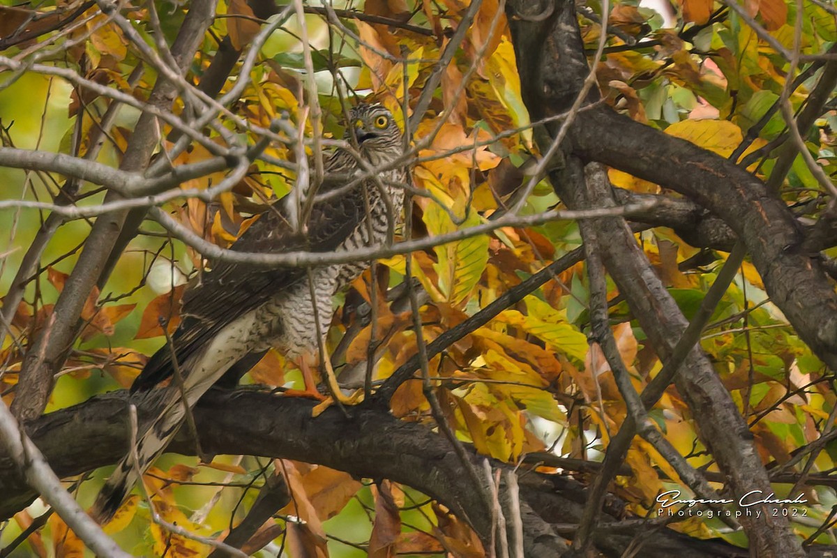 Eurasian Sparrowhawk - eugene cheah