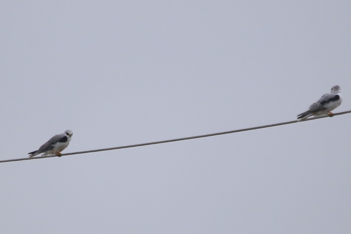 White-tailed Kite - Greg Page