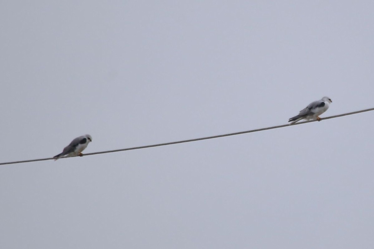 White-tailed Kite - Greg Page