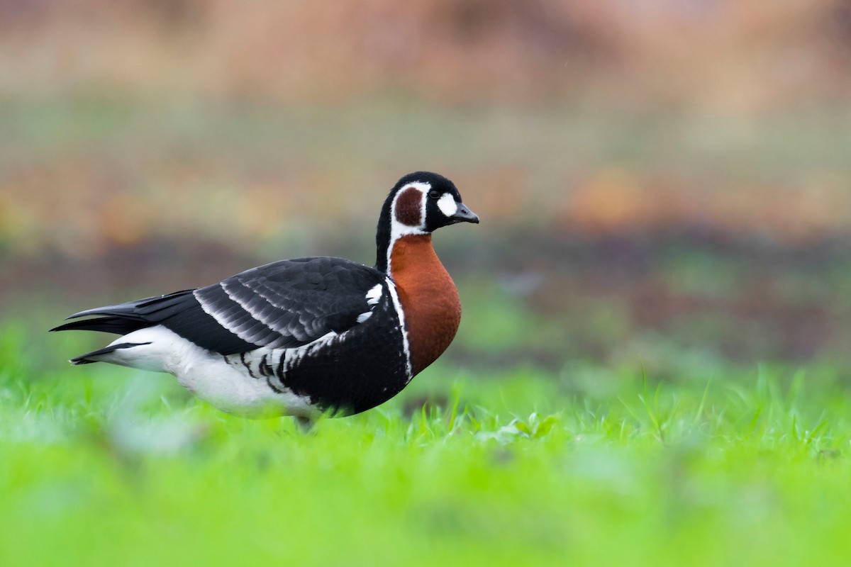 Red-breasted Goose - ML507706011