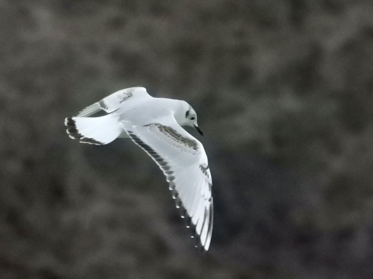 Bonaparte's Gull - ML507706571