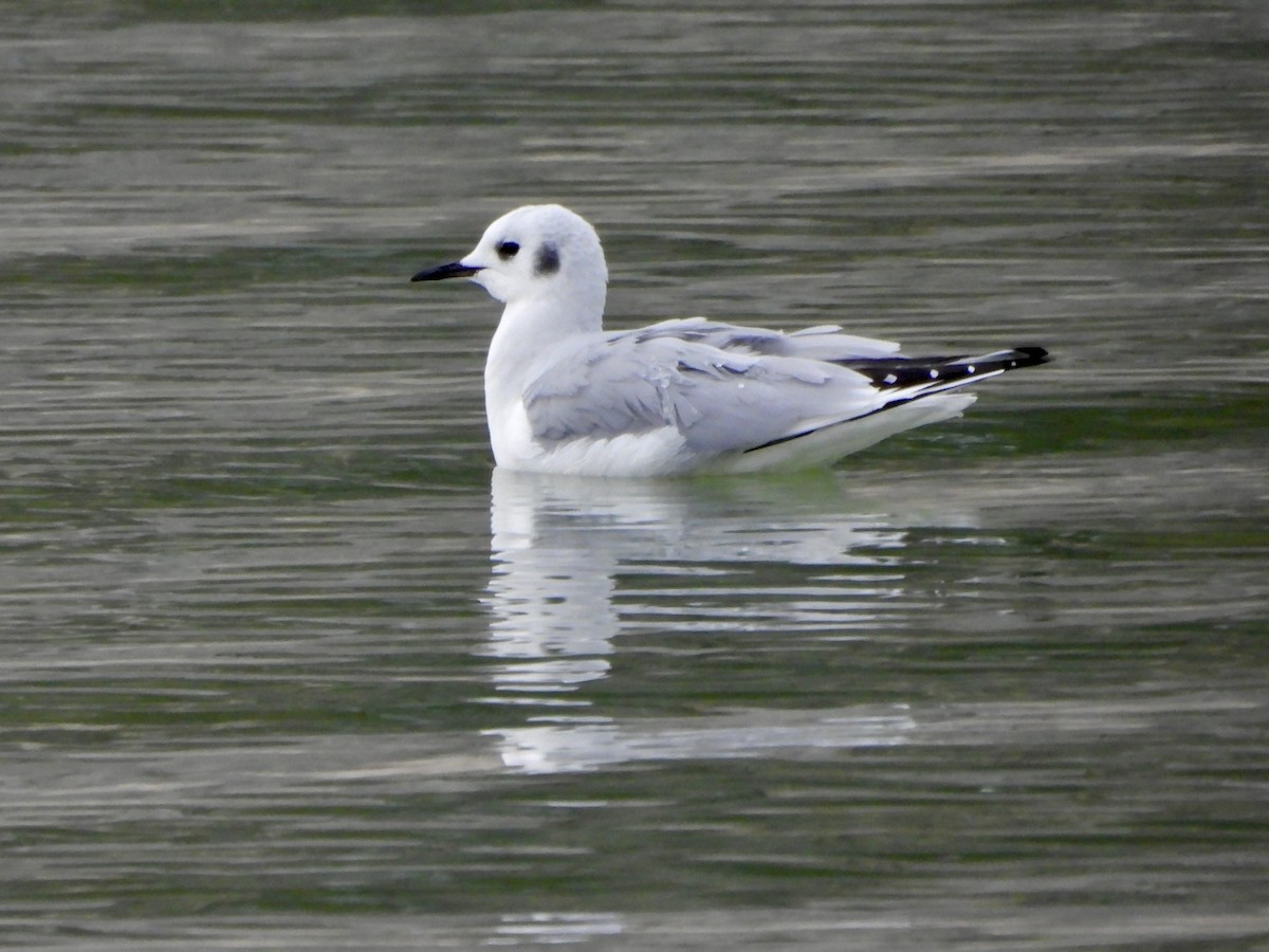 Mouette de Bonaparte - ML507706591