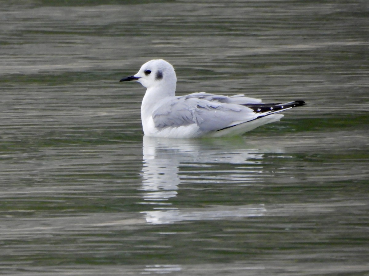 Bonaparte's Gull - Jeffrey Olsson