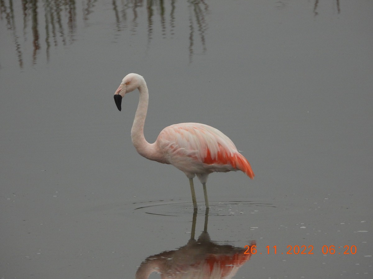 Chilean Flamingo - ML507706991