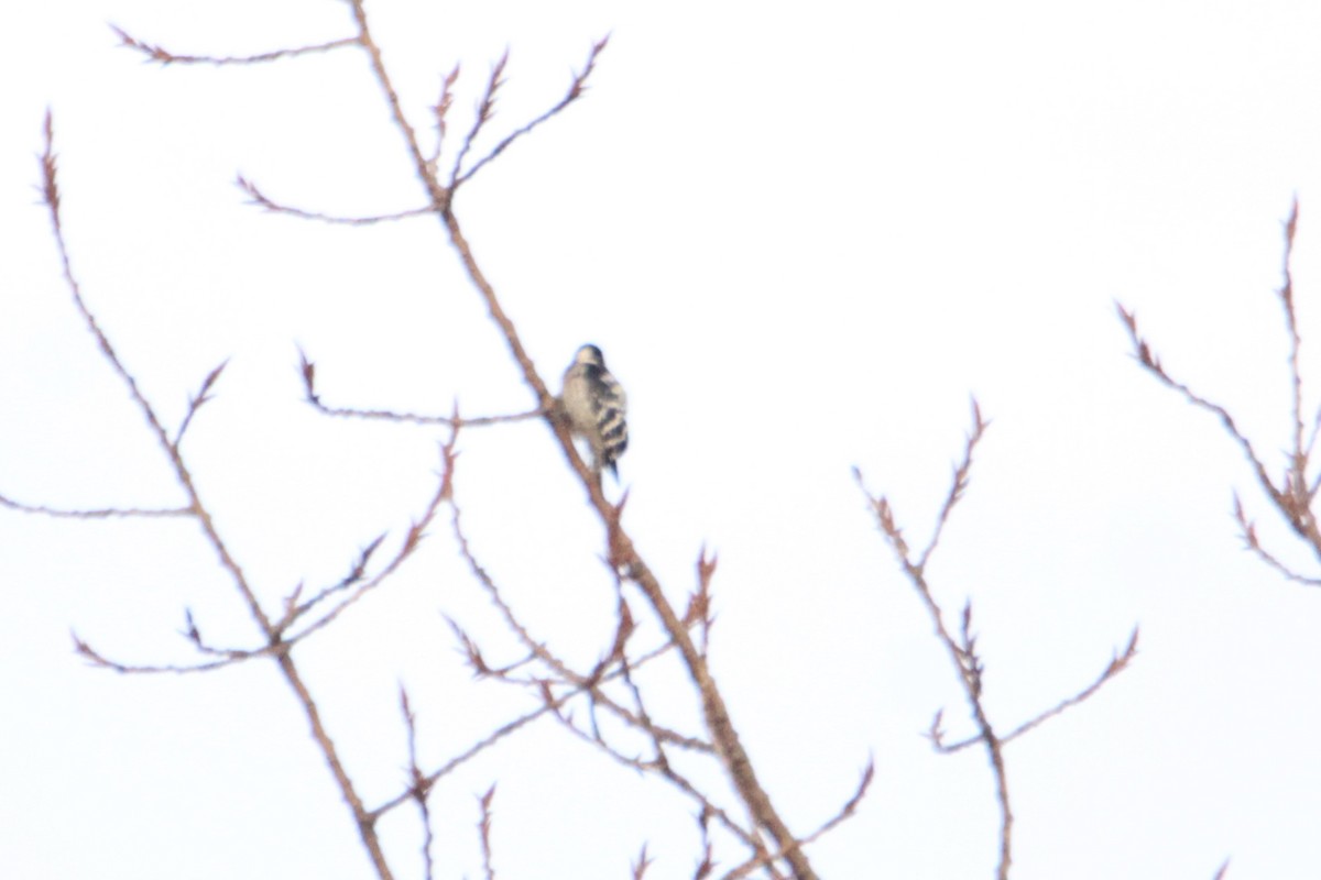 Lesser Spotted Woodpecker - ML507707091