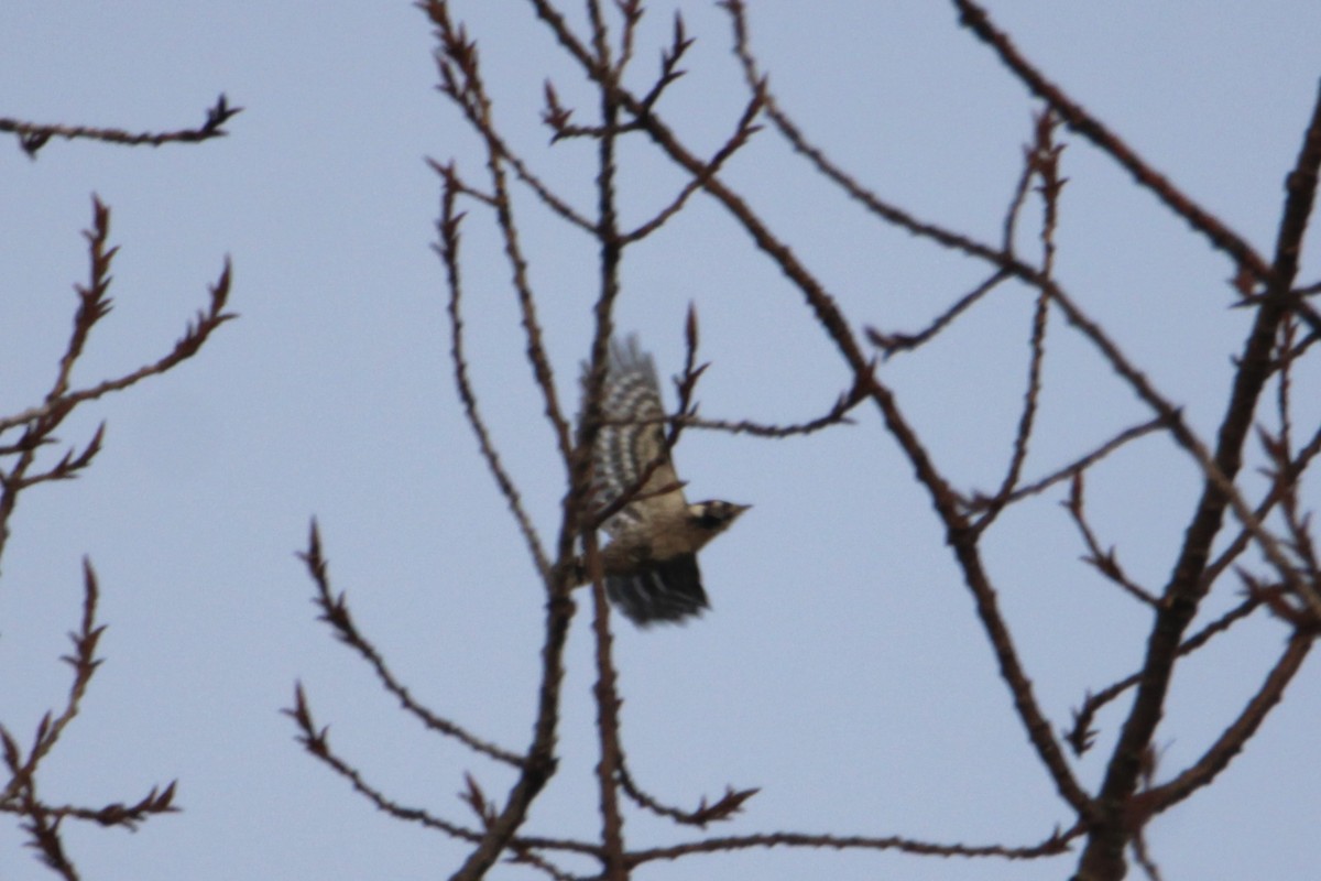 Lesser Spotted Woodpecker - ML507707101