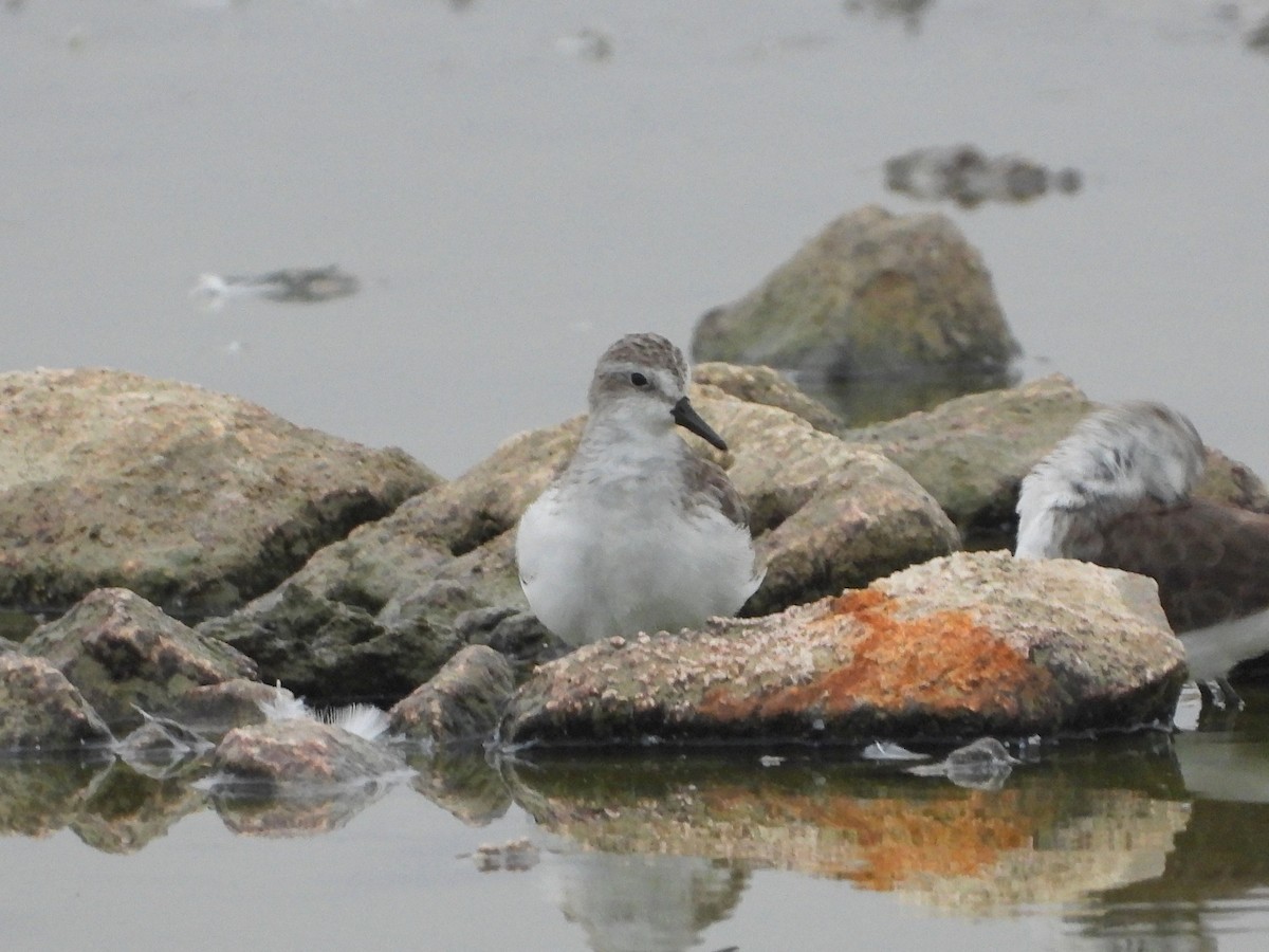 Semipalmated Sandpiper - ML507707281