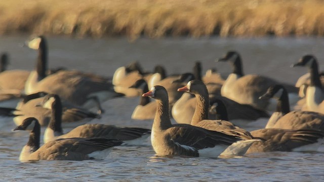 Greater White-fronted Goose - ML507707331