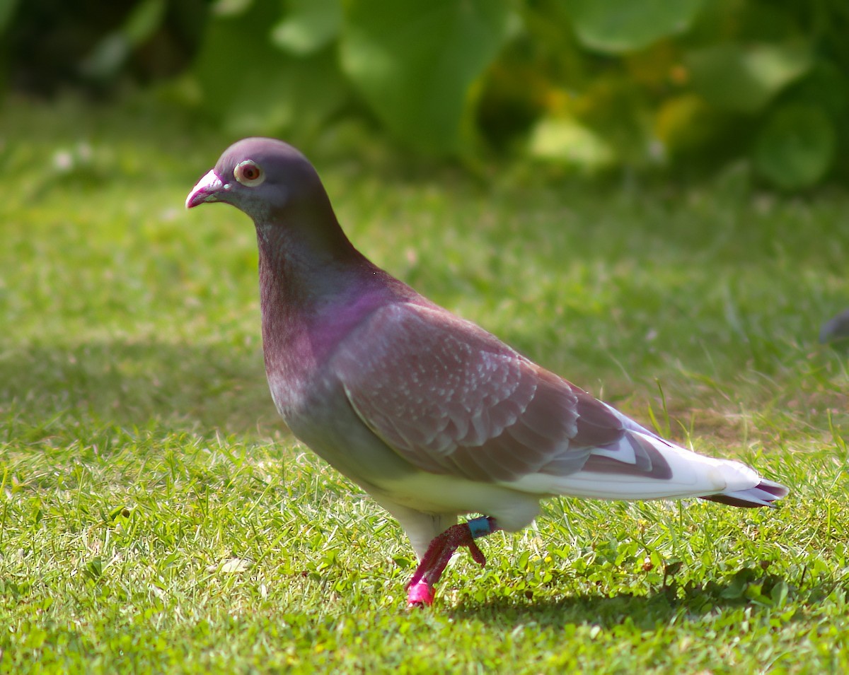 Rock Pigeon (Feral Pigeon) - ML507708481