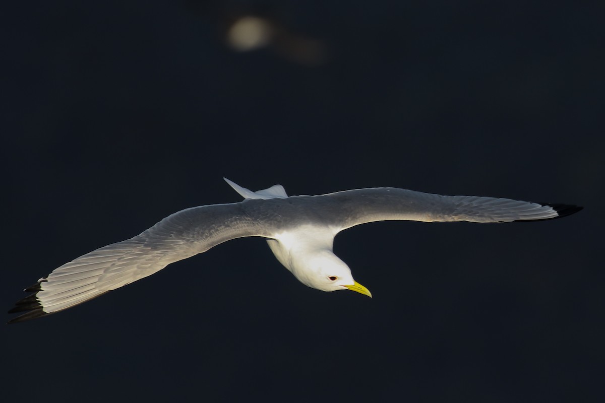 Black-legged Kittiwake - ML507709321