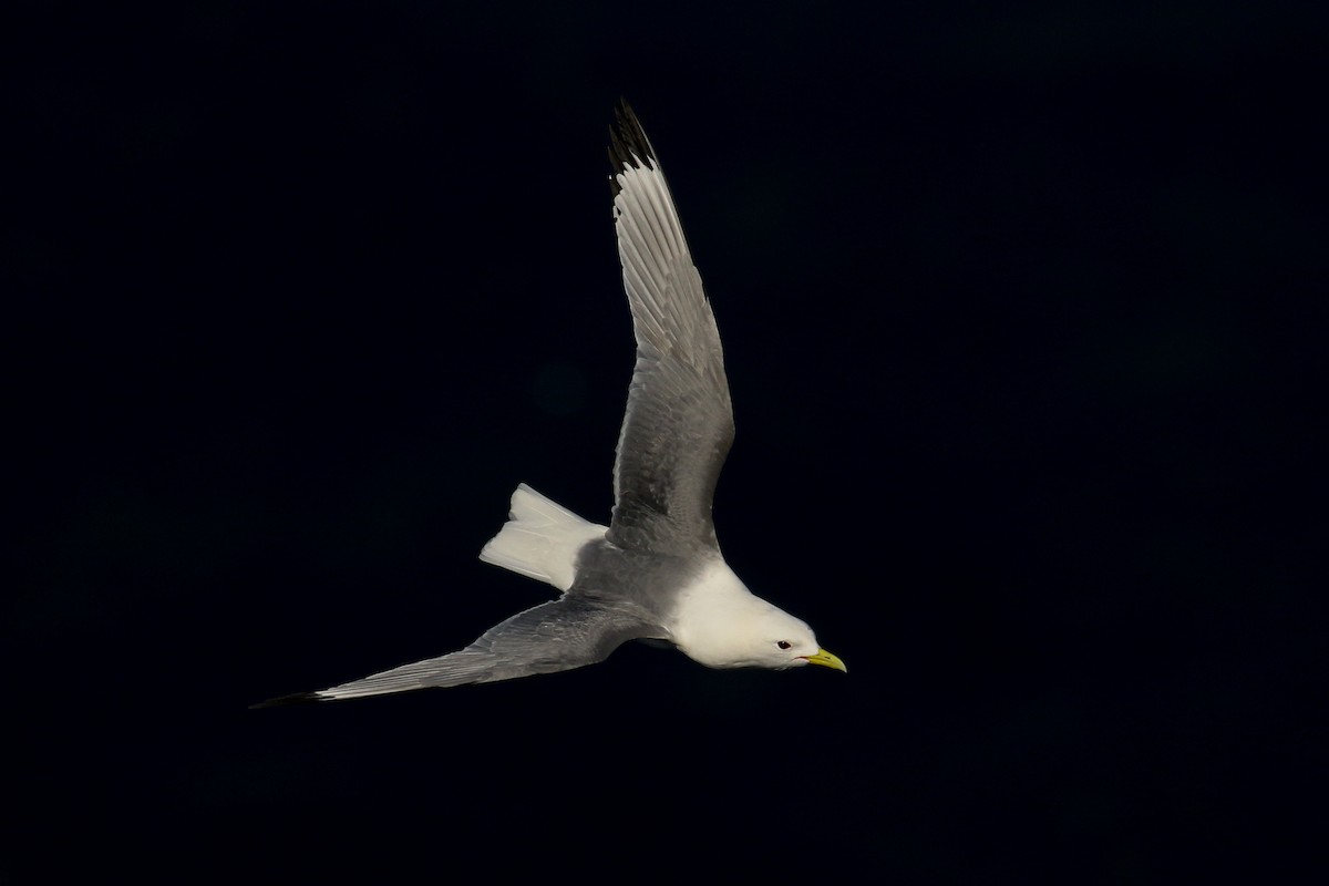 Black-legged Kittiwake - ML507709371