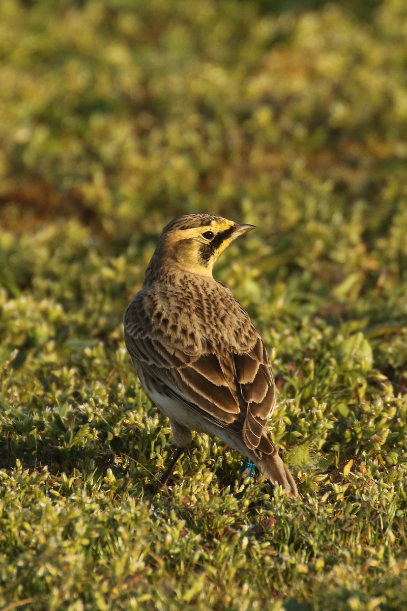 Horned Lark - Frank Thierfelder