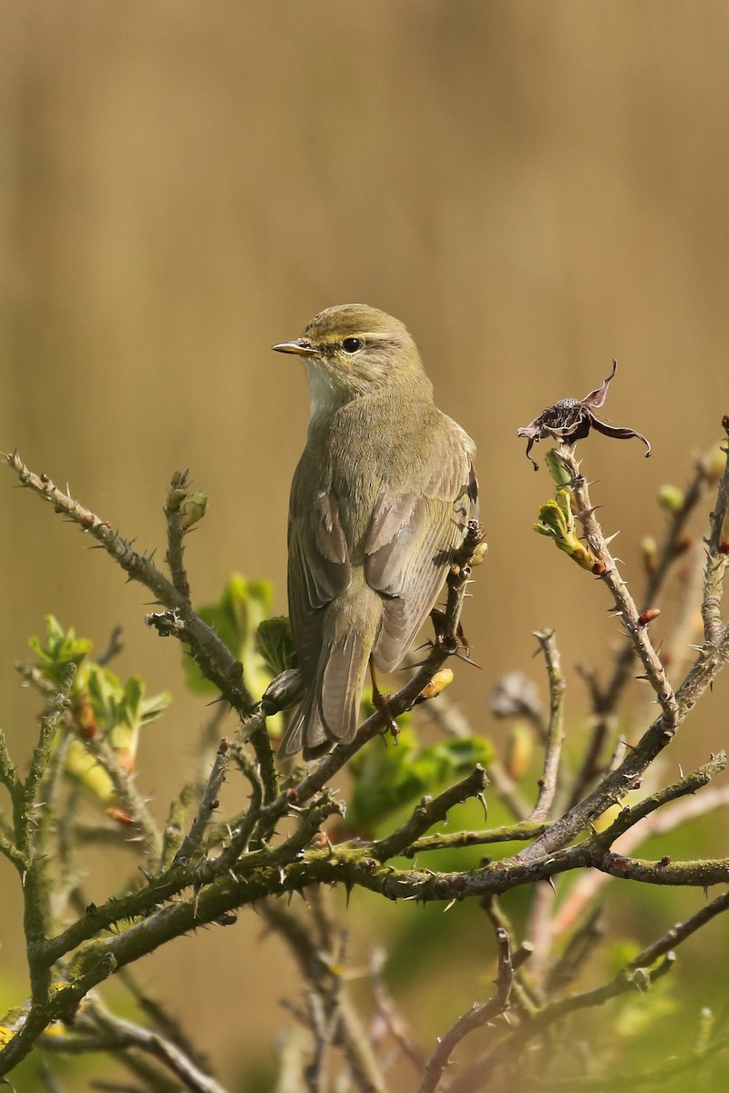 Willow Warbler - ML507711261