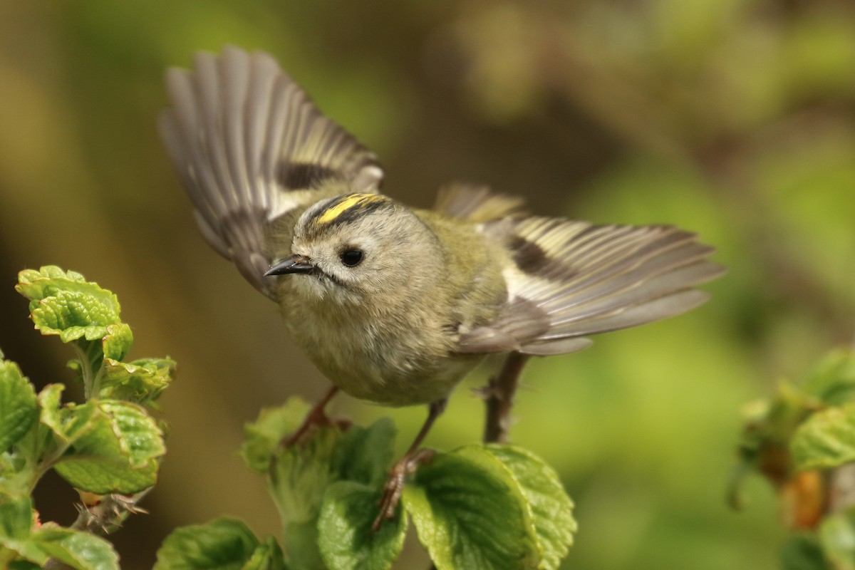 Goldcrest - ML507711281