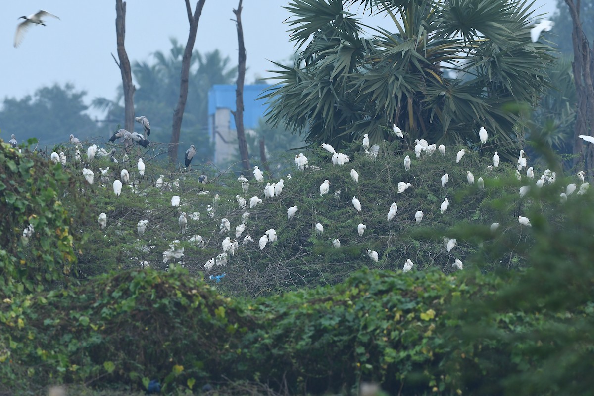 Eastern Cattle Egret - ML507712601