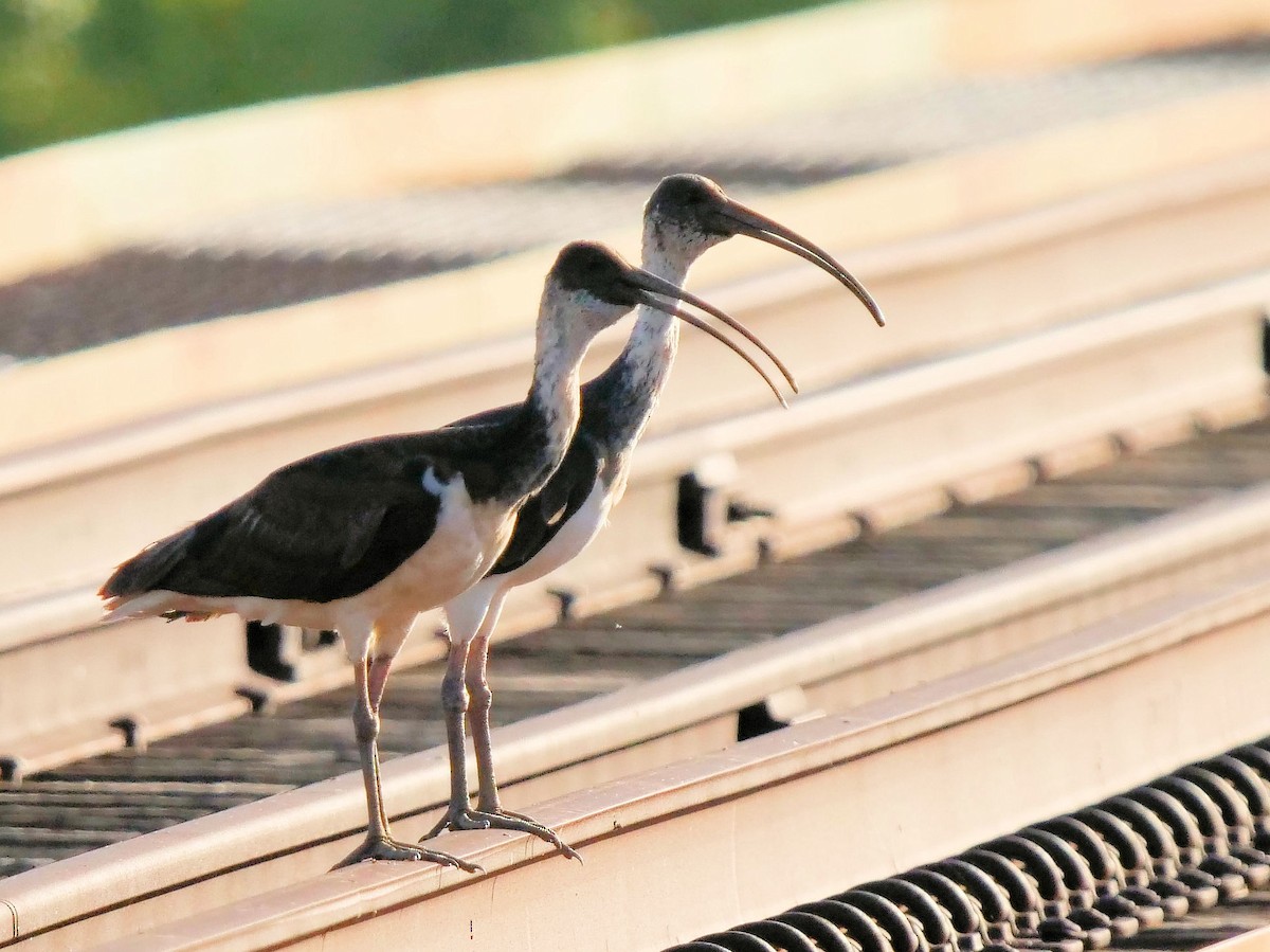 Straw-necked Ibis - ML507712661