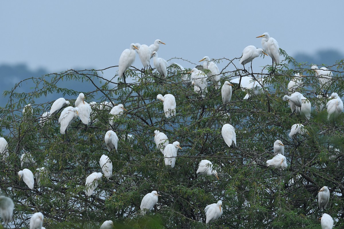 Eastern Cattle Egret - ML507712701