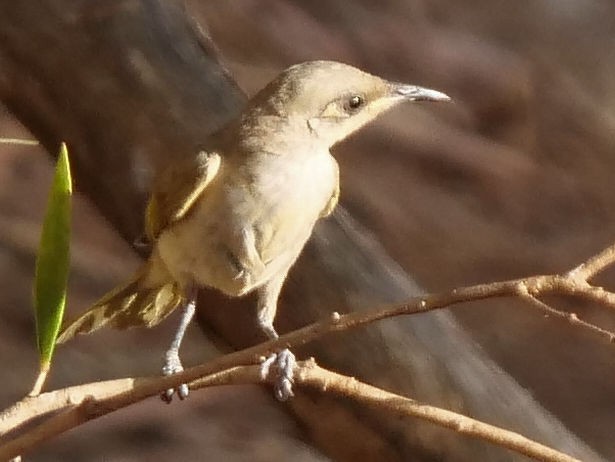 Brown Honeyeater - ML507712821