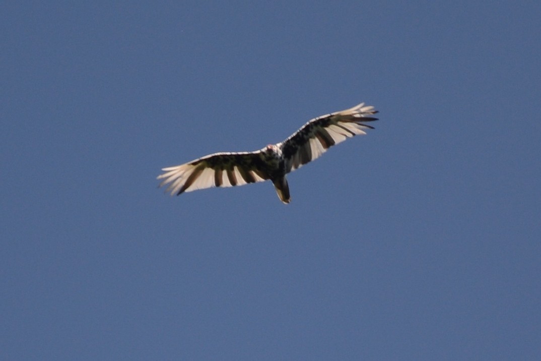 Turkey Vulture - Cathy Pasterczyk