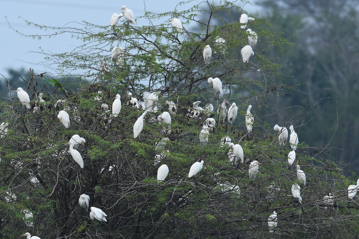 Eastern Cattle Egret - ML507712971