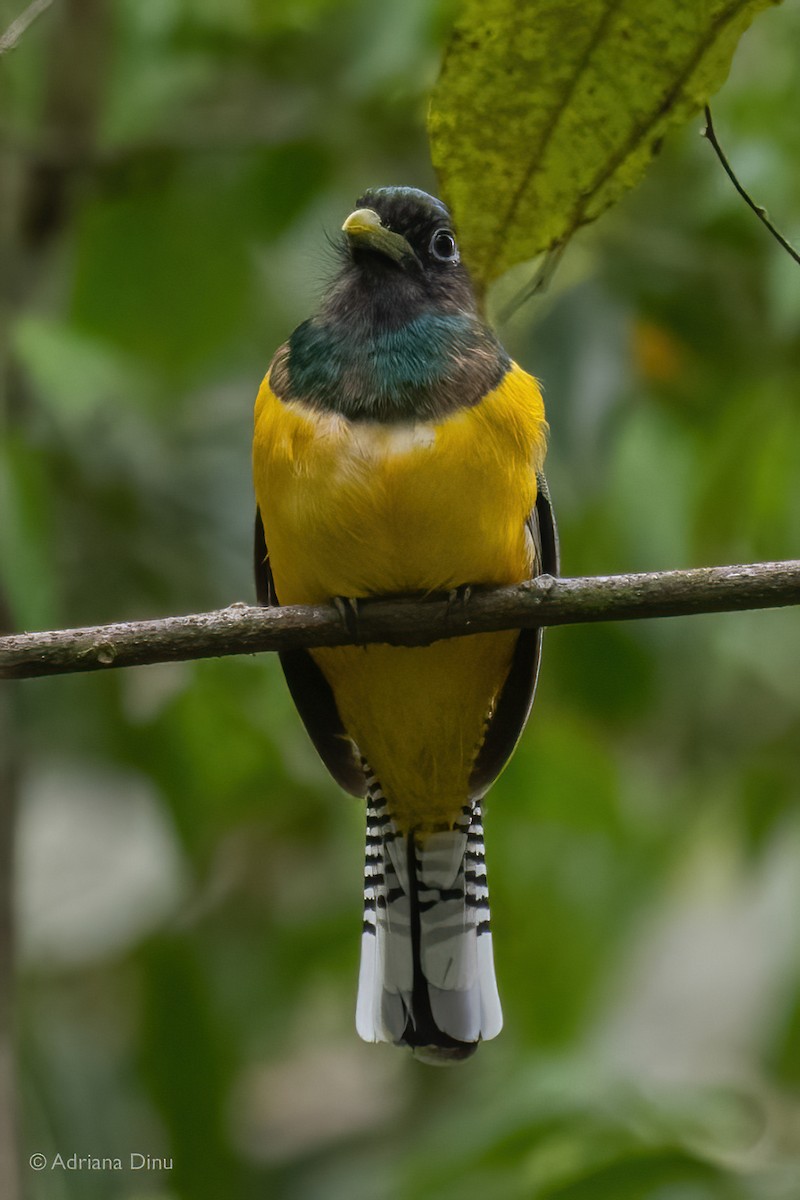 Northern Black-throated Trogon - ML507713831