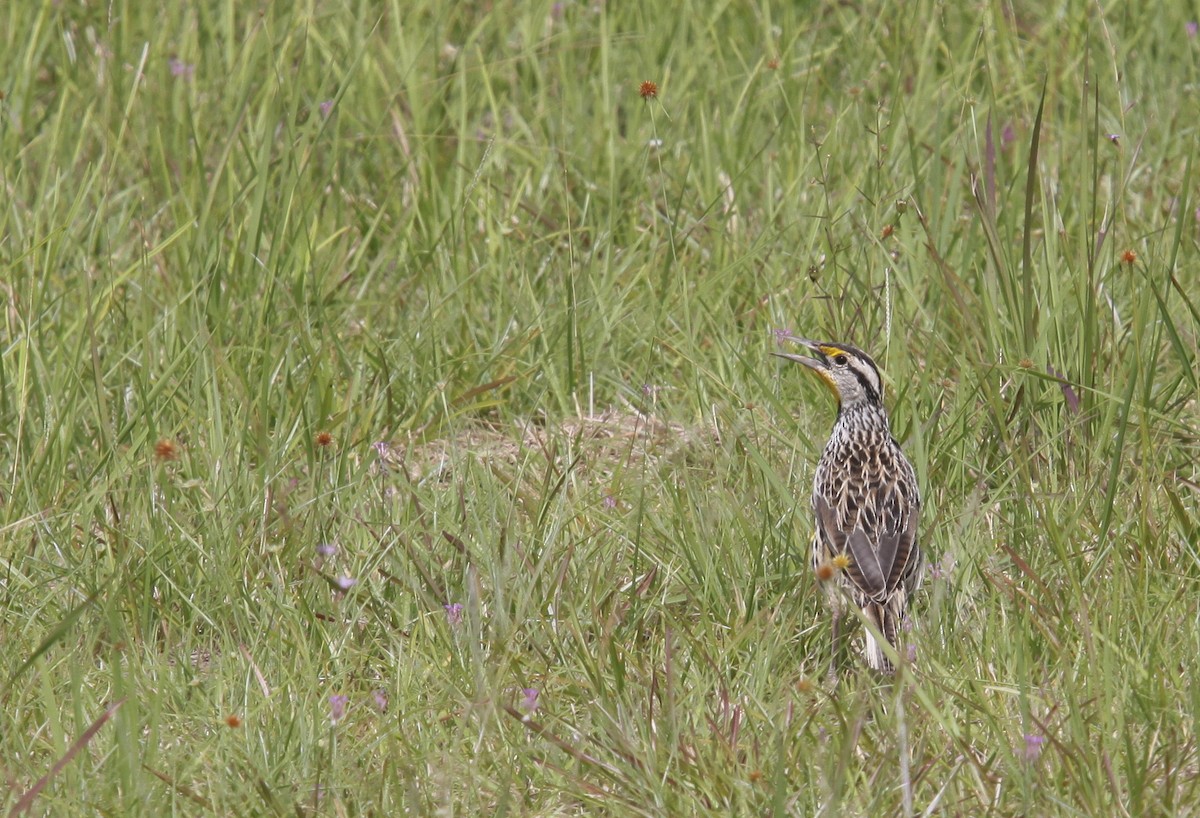 Eastern Meadowlark - ML507717261