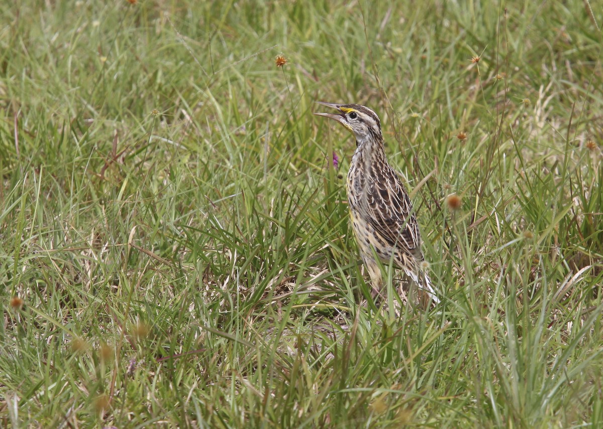 Eastern Meadowlark - Vincent Rufray