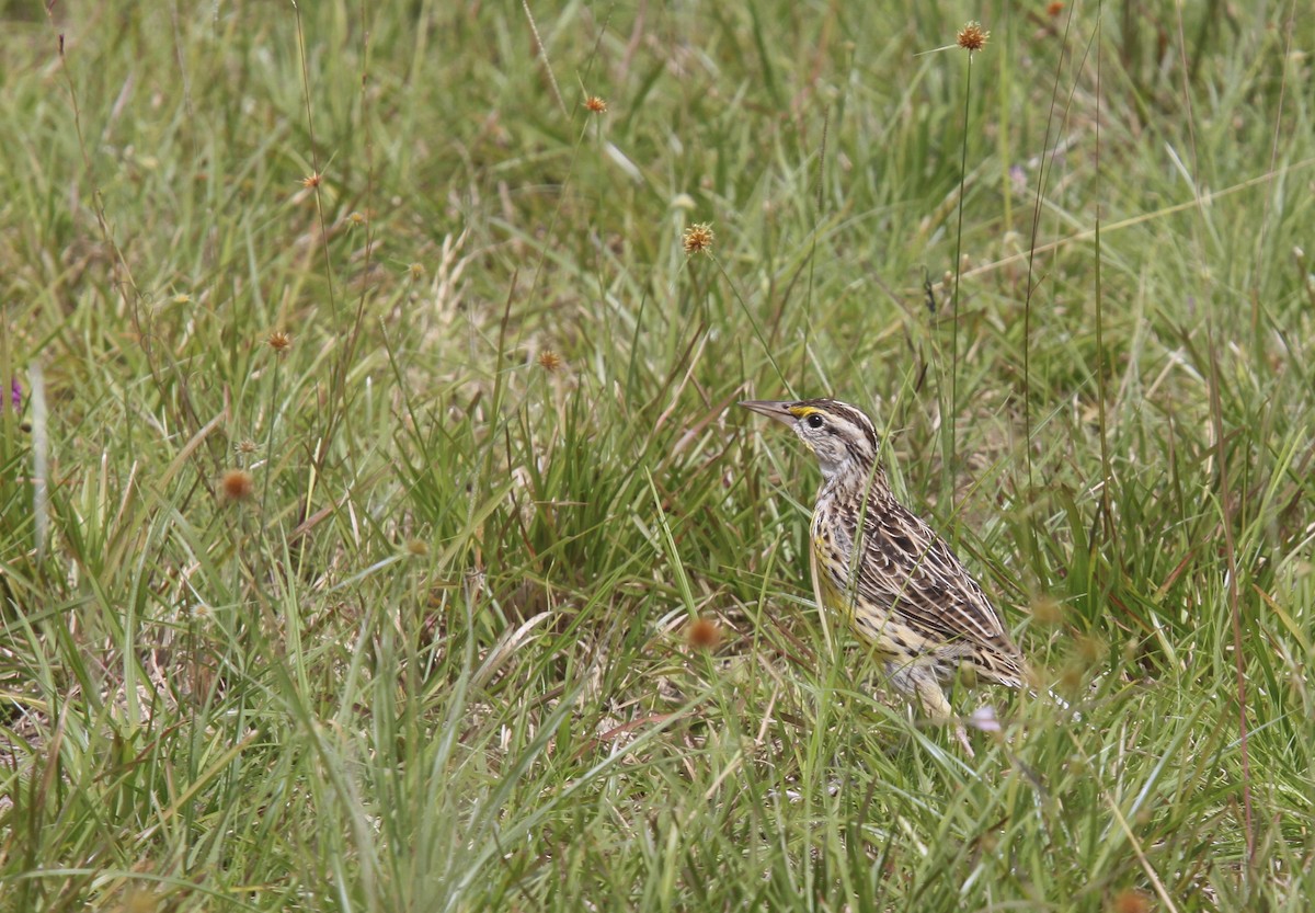 Eastern Meadowlark - ML507717281