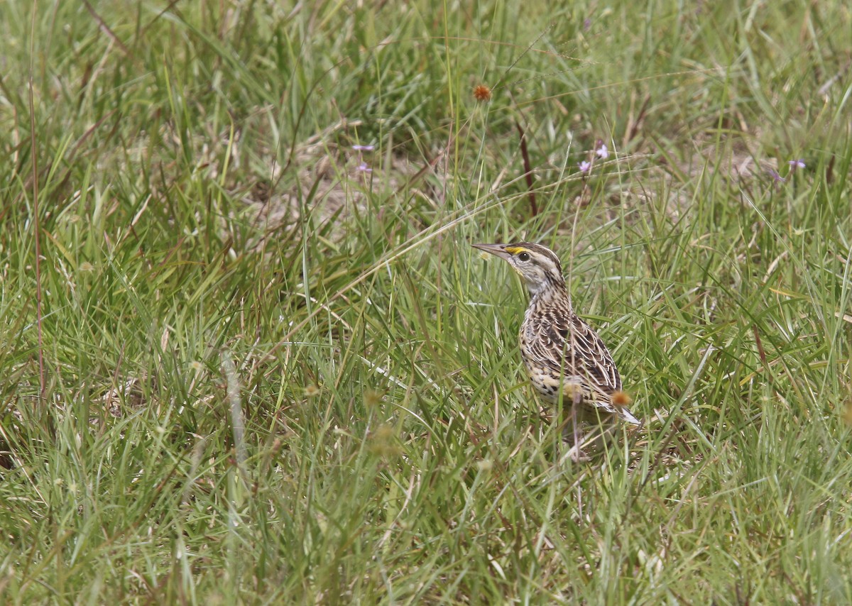 Eastern Meadowlark - ML507717301