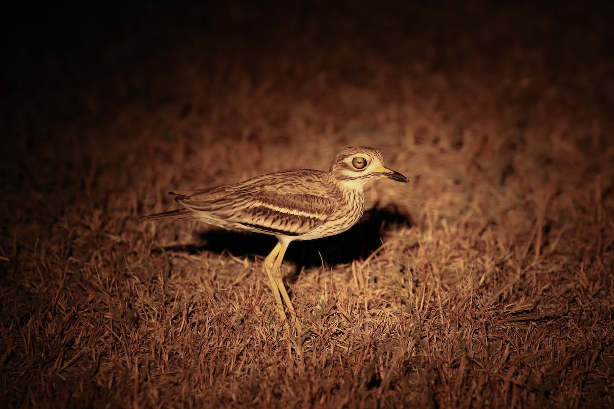 Indian Thick-knee - ML507717561